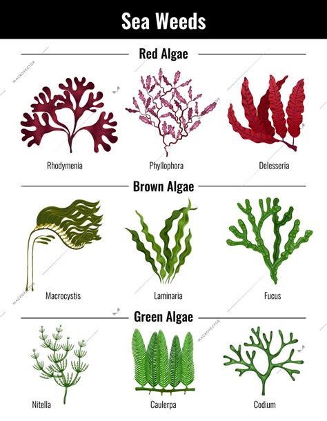 Red Brown Green Algae Seaweeds Collection Botanical Educative Info
