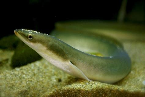 Endangered Eel Located Using Dna From One Liter Of Water Research At Kobe