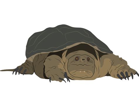 Snapping Turtle Species At Risk In The Land Between