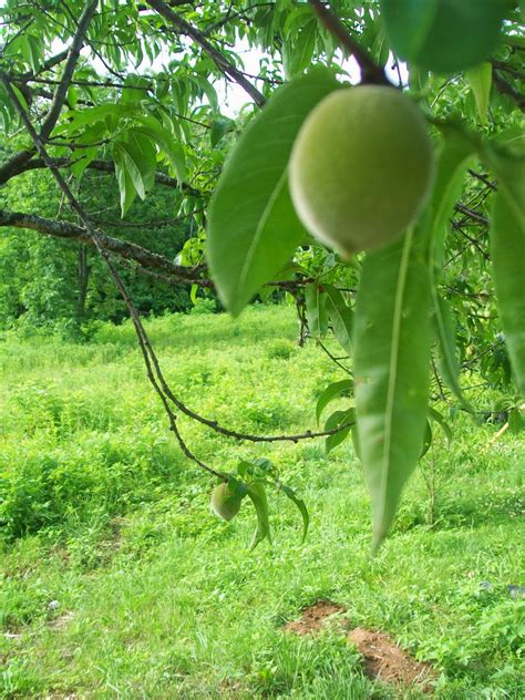 Meyer lemons are rounder than traditional lemons and are slightly less. Vegans Living Off the Land: Fruit trees & Fruit bushes we ...