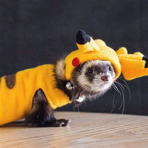 11 Of The Best Ferret Costumes Weve Seen So Far Ferret Voice