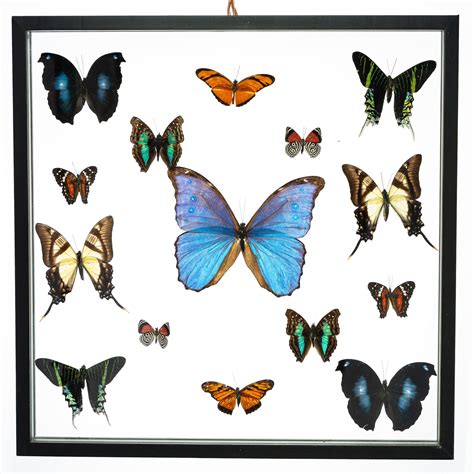 Real Butterfly Framed Wall Art Free Shipping 15 Count Real Framed Butterflies 16x16 1