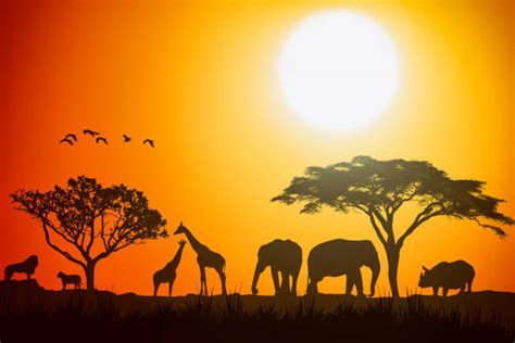 6000 Lion Sunset Stock Photos Pictures And Royalty Free Images Istock
