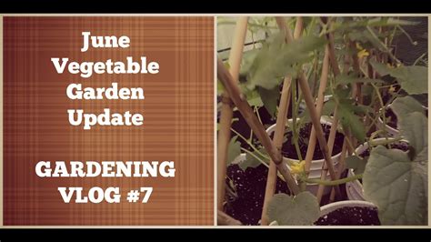 Vegetable Garden June Update Youtube