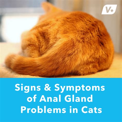 Cat Anal Gland Issues Signs And Symptoms Glandex