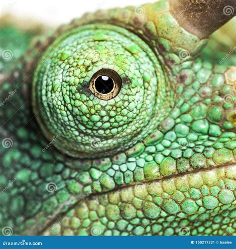 Eye Close Up On A Jackson S Horned Chameleon Stock Image Image Of