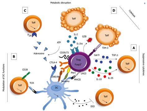 Regulatory T Cells Control Immune Responses Through A Large Panel Of
