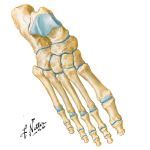Bones of Ankle and Foot