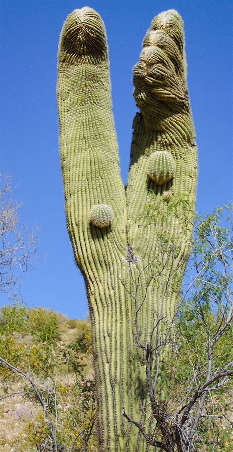 There are large groves of saguaro, where they are actually the most noticeable plant in two states Arizona Backcountry Explorers: The crested saguaro cactus ...