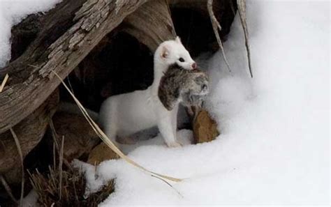 How I Got That Shot ‘connoisseur Networking Helps Find Ermine With