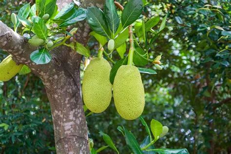How To Grow Jackfruit From Seed The Gardener