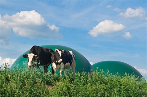 110 Biogas Cow Stock Photos Pictures And Royalty Free Images Istock