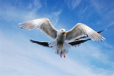 Free Images Bird Wing Sky Seabird Seagull Beak Flight
