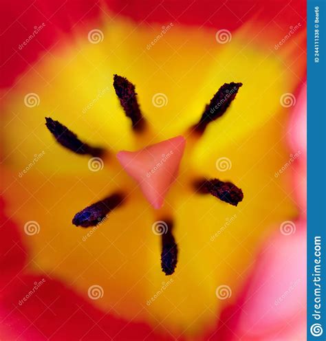 Tulip Inside Closeup Stock Photo Image Of Pink Ovary 244111338