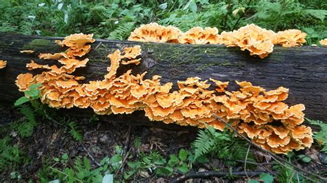 Foraging And Cooking Chicken Of The Woods Mushrooms — Sonofabear