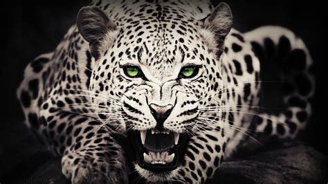 Arriba Más De 80 Fondos Leopardo Colores Vn