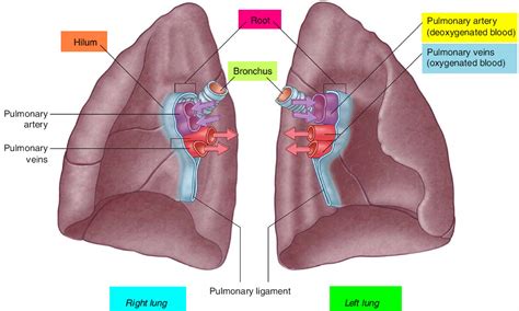 Lung Anatomy And Function Lung Nodule Lung Disease And Lung Infection