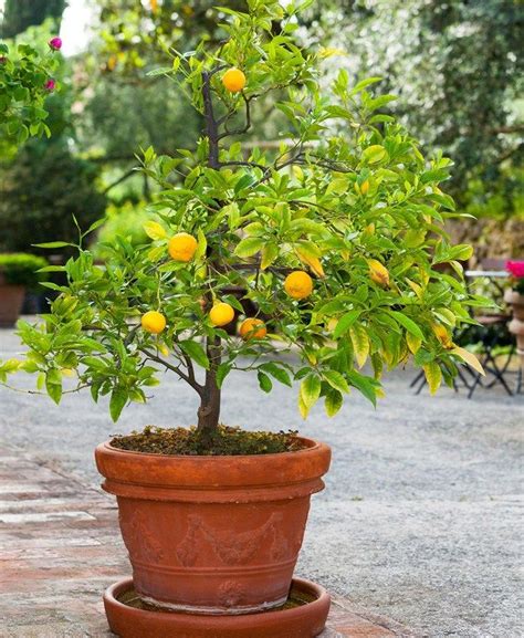The Fastest Growing Citrus Trees For Your Patio