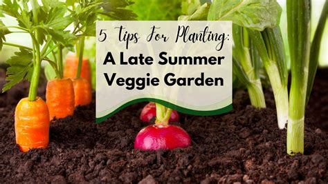 5 Tips For Planting A Late Summer Veggie Garden Patuxent Nursery
