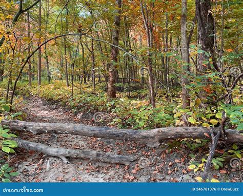 Season Forest Clearing Woods Hiking Trail Hike Path Trees Log Nature