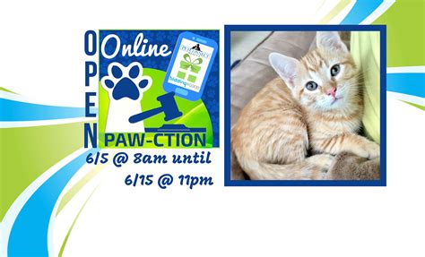 Kitten Pawction 2019 Petconnect Rescue