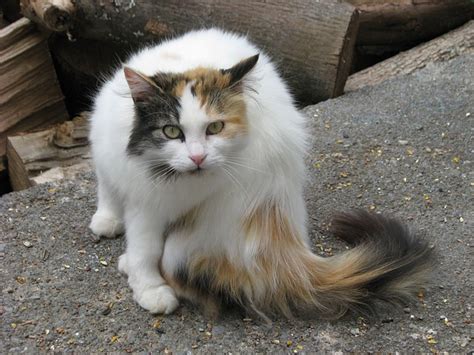 Domestic Cat Felis Catus Elizabeth · Free Photo On Pixabay