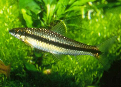 Check spelling or type a new query. kalakay murag: Ikan/Hewan Pemakan Algae untuk aquascape