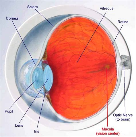 Detached Retina. Causes, symptoms, treatment Detached Retina