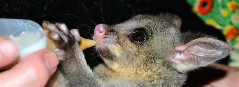 WIRES Australian Wildlife Rescue Organisation | Australian wildlife ...