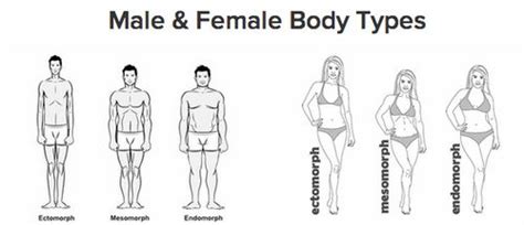 Character Resources Physical Features Body Typesshapes