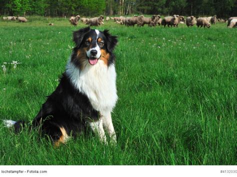Australian Shepherd Steckbrief Fci Klasse Und Mehr Haustiermagazin