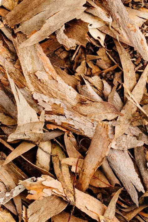 Image Of Closeup Of Tree Bark And Leaf Litter Austockphoto