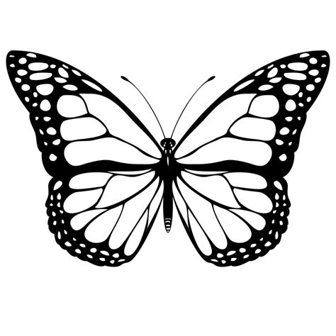 Black And White Butterfly Pictures