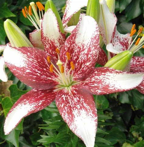 Passion Lily Crossover Close Up Bulb Flowers Wholesale Flowers Flowers