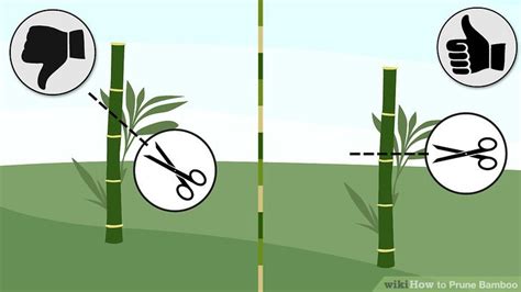 1.1 best ways of topping and thinning bamboo? 3 Ways to Prune Bamboo - wikiHow