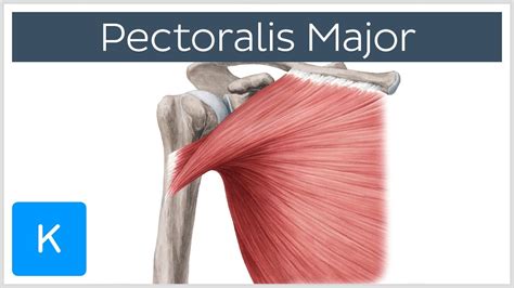 Pectoralis Major Muscle Anatomy And Function Human Anatomy Kenhub