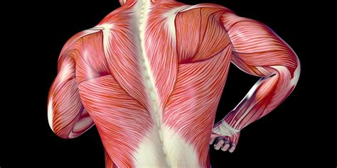 A New Way To Stretch Top Benefits Of Fascial Stretching