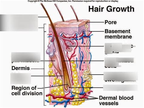 Label The Features Of The Hair Follicle Diagram Quizlet