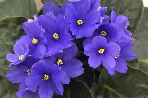 How To Grow And Care For African Violets Gardeners Path