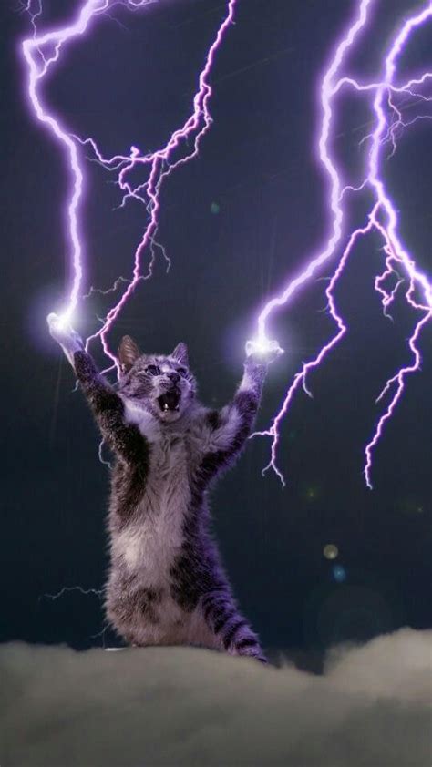 Download Lightning Cat Wallpaper Gallery