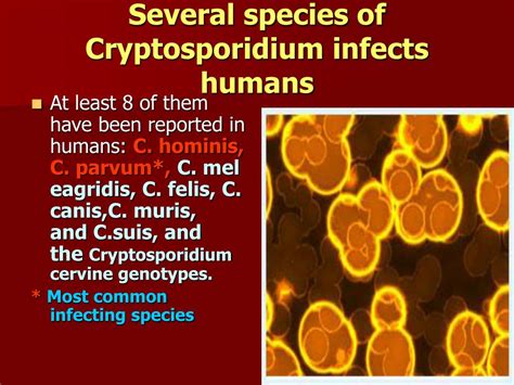 Cryptosporidium parvum is a protozoan parasite of the small intestine of dogs, and in large numbers can cause diarrhoea. PPT - Cryptosporidium PowerPoint Presentation, free download - ID:9791