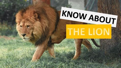 Interesting Fun Facts About Lions Amazing List