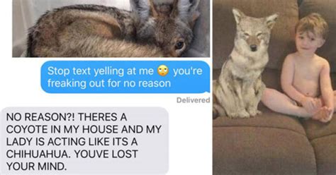 Woman Hilariously Tricks Husband Into Believing Theyve Adopted A Coyote