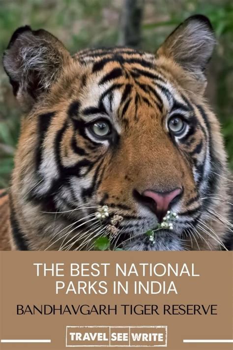 How To Successfully Plan A Bandhavgarh National Park Safari Madhya