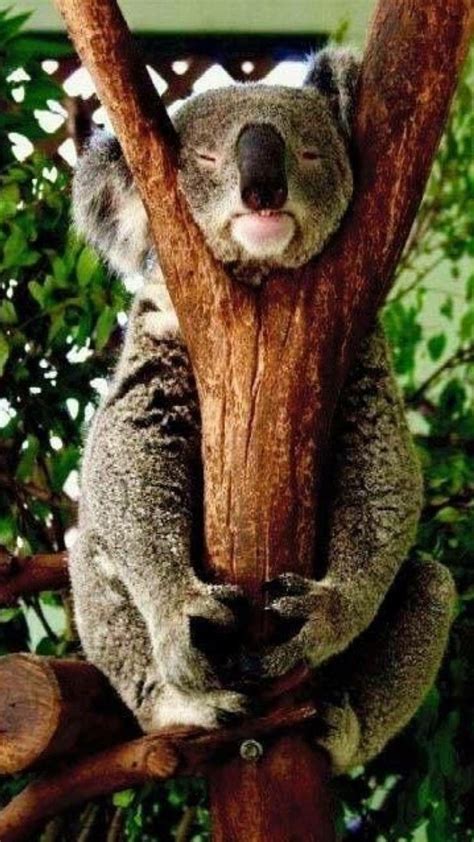 Sleeping Koala Bear In 2020 Animals Beautiful Koala Cute Animals
