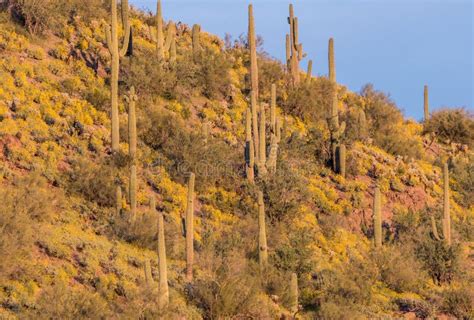 Spring Scenic In The Arizona Desert Stock Photo Image Of Season