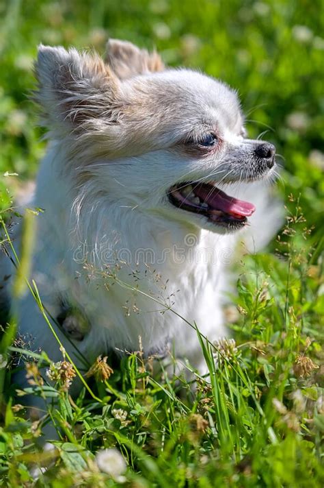 Chihuahua Dog Head Profile Photos Free And Royalty Free Stock Photos
