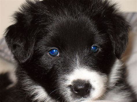 Other colors include sable & white, yellow & white, blue merle. Gemma Closeup | Border collie puppies, Collie puppies, Collie