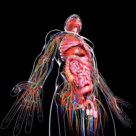 Male Anatomy Photograph By Pixologicstudio Science Photo Library Fine