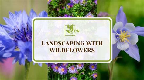 Landscaping With Wildflowers 10 Varieties For You